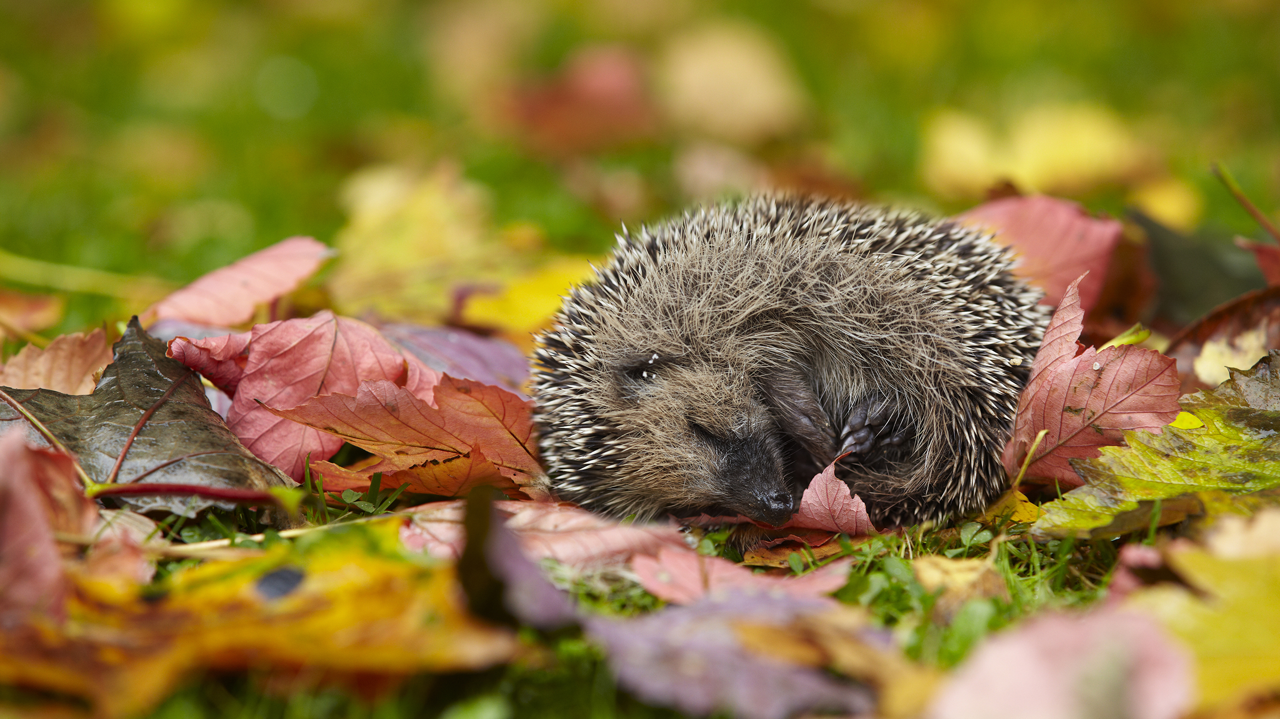 животные, спячка