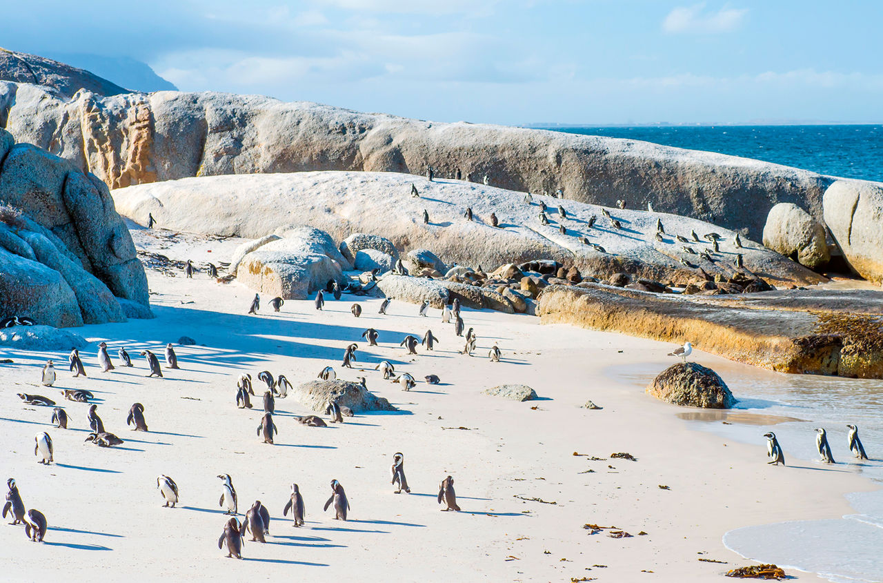 Маленькие африканские пингвины на Боулдер-Бич недалеко от Кейптауна