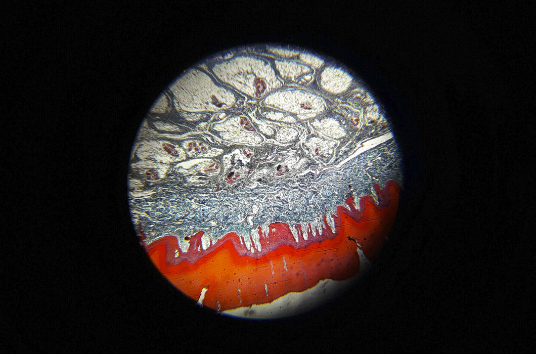 Микробиологические исследования в лаборатории. Исследование тканей человека и животных. Гистологическое исследование © Iv.tena.ok