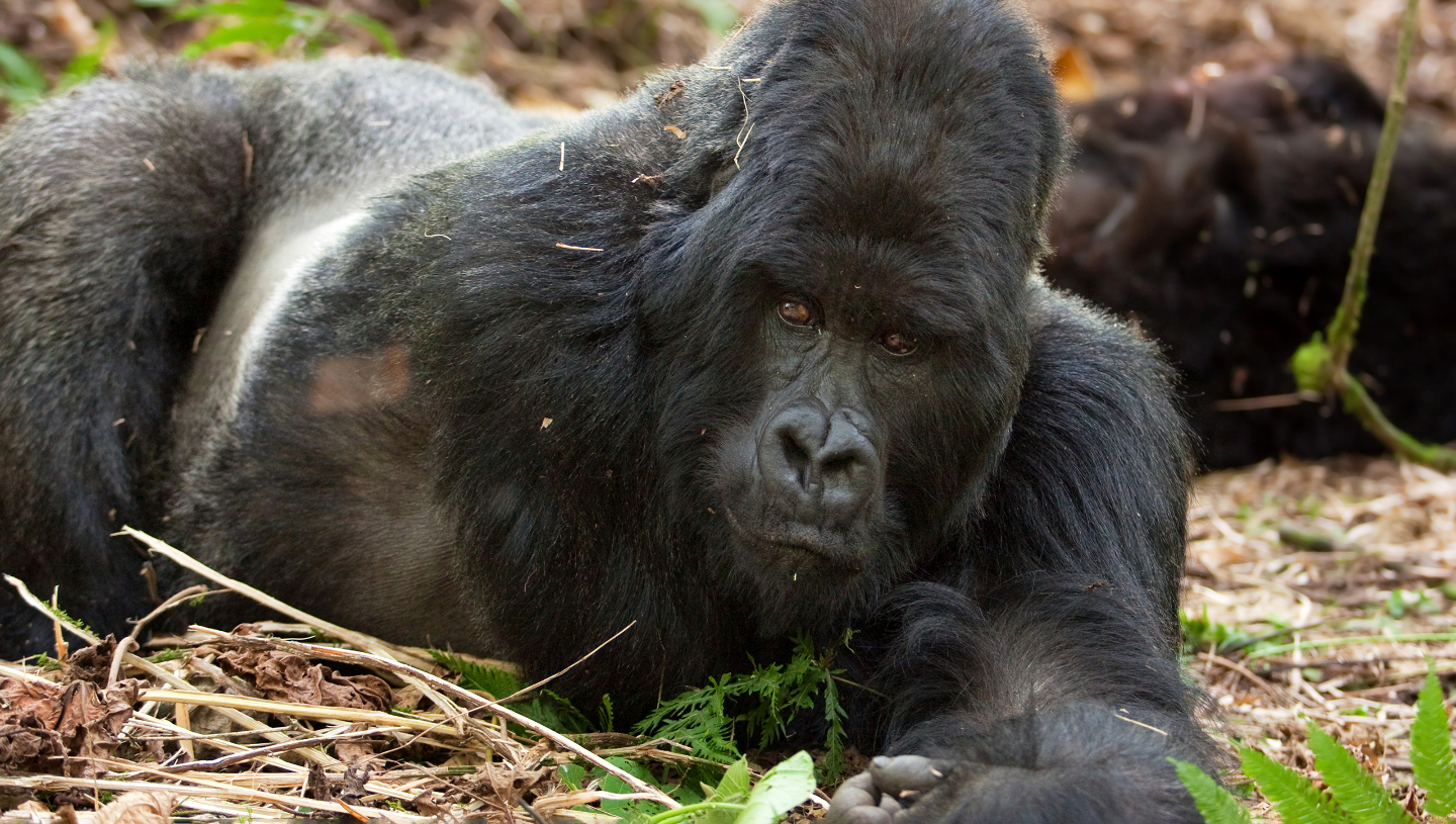 горная горилла