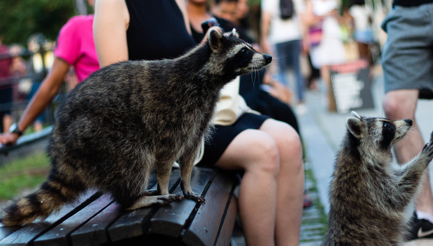 Енот-попрошайка