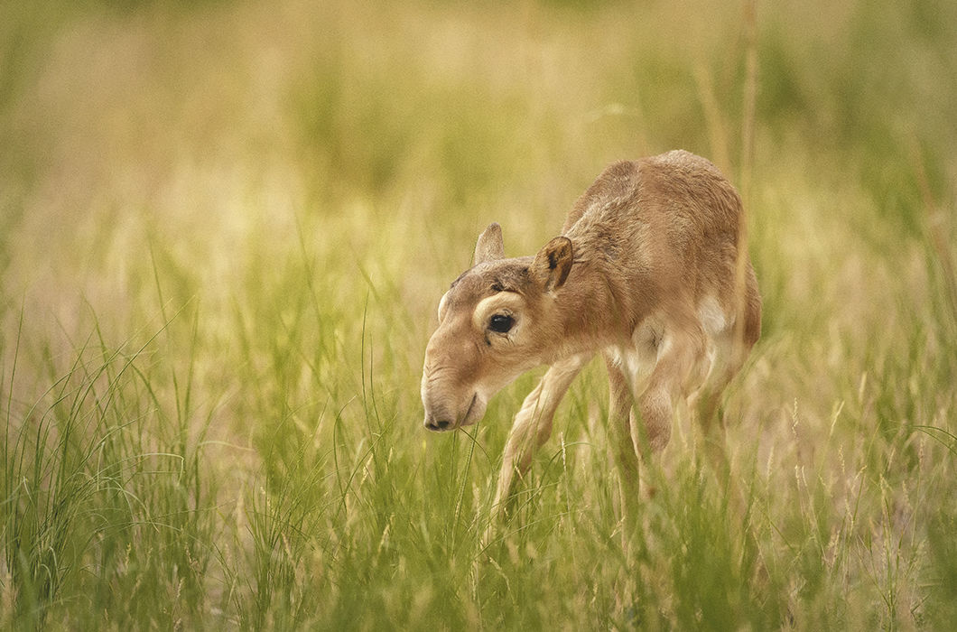 Первые шаги. Республика Калмыкия. © Дмитрий Купрацевич