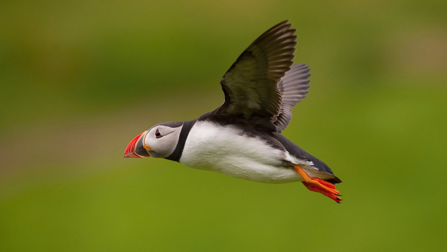 Длина тела 30—35 см, размах крыльев около 50 см, вес 450—500 г