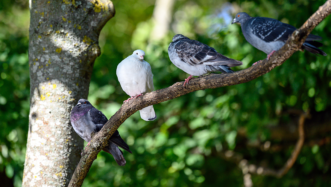 голуби, птицы