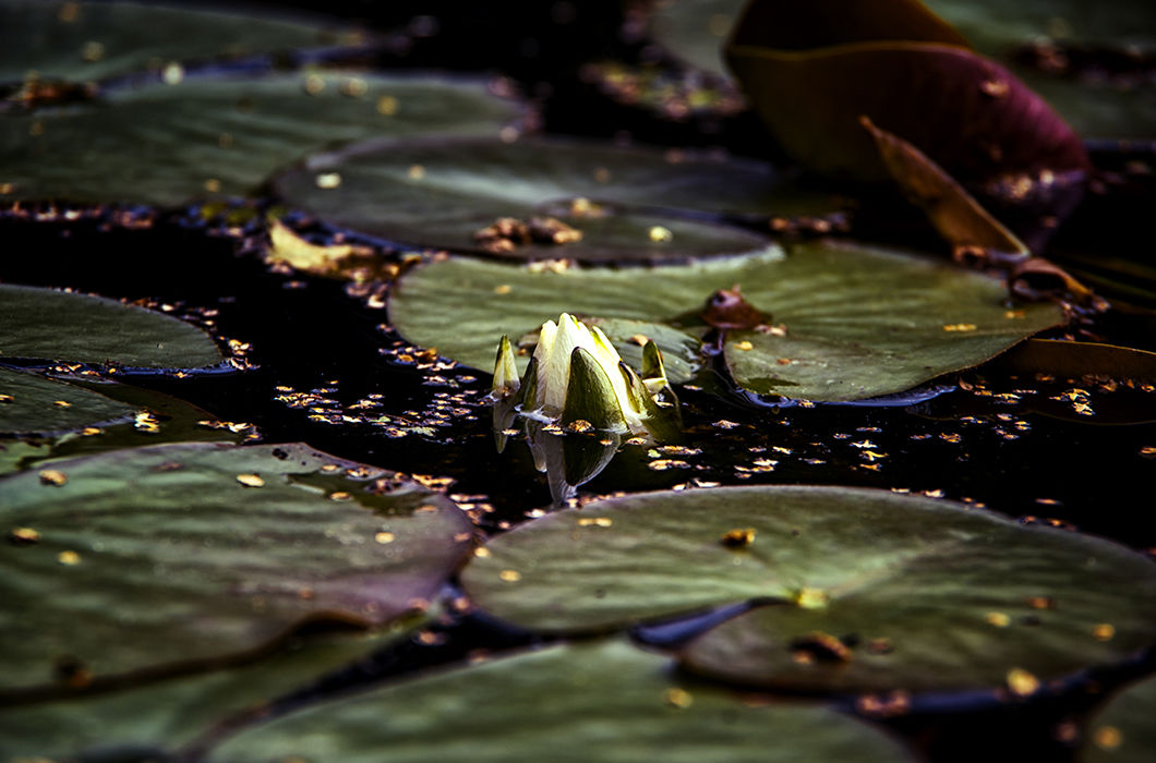 Рождение звезды. Ботанический сад МГУ «Аптекарский огород», город Москва. © Нина Корякина