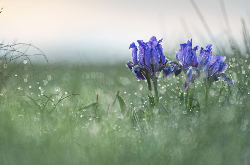 В россыпи бриллиантов. Река Айгурка, город Ипатово. © Александр Иванов