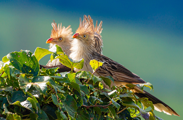 Кукушка гуйра