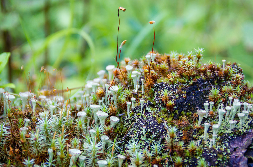 Похожий на зеленые воронки лишайник кладония бесформенная и коричневатые стебли многолетнего мха кукушкин лен обыкновенный © S.katrinaH
