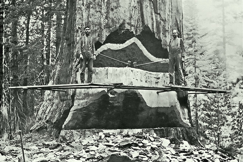 Лесорубы начала ХХ века гордились размерами собственноручно заваленных гигантов. Они охотно позировали на фоне спилов и пней