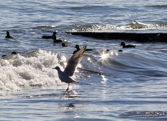 Зимнее море в Варне. Водоплавающие птицы