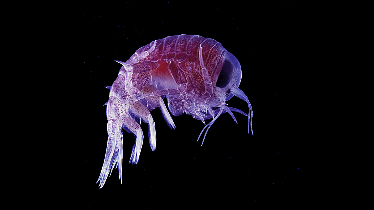 Амфипода Hirondellea gigas, обитающая на глубине 10 900 м