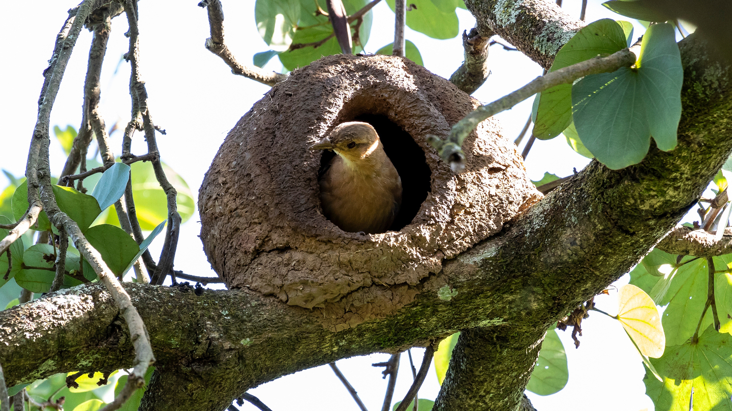 Гнездо рыжего горнера из глины