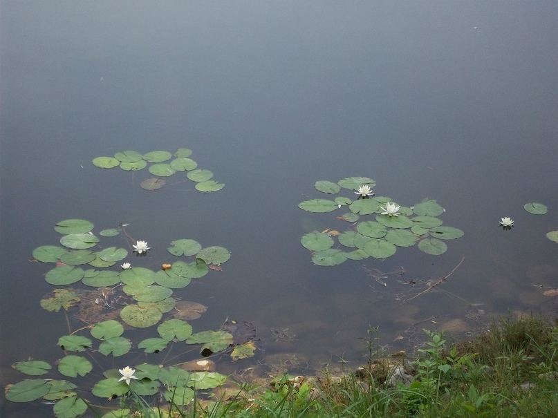 Брест. Кувшинки на Верхнем озере