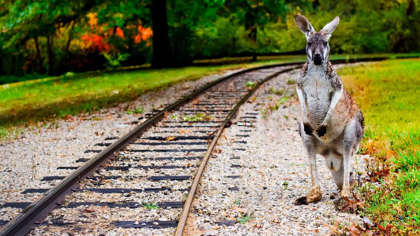 Поезд Сидней — Перт