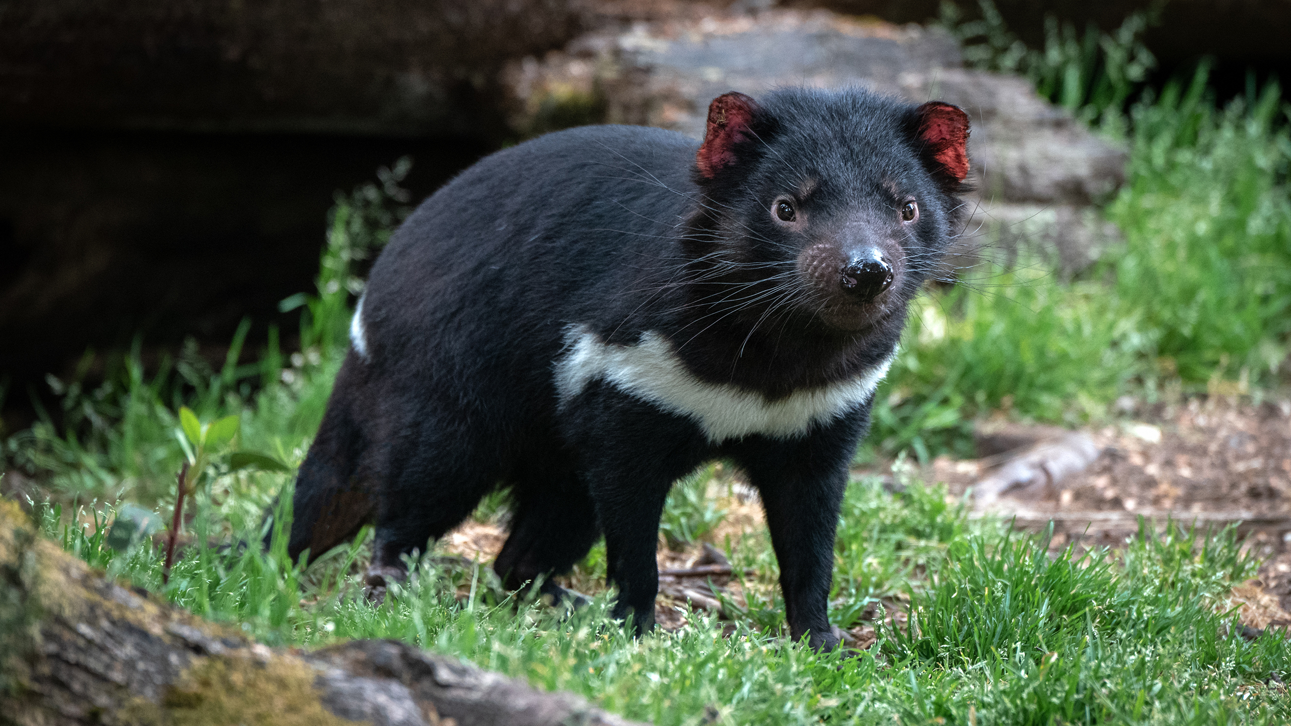 тасманский дьявол
