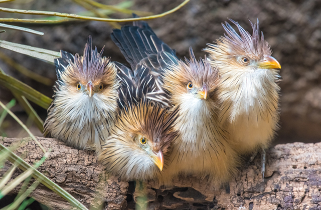 Кукушка гуйра с птенцами