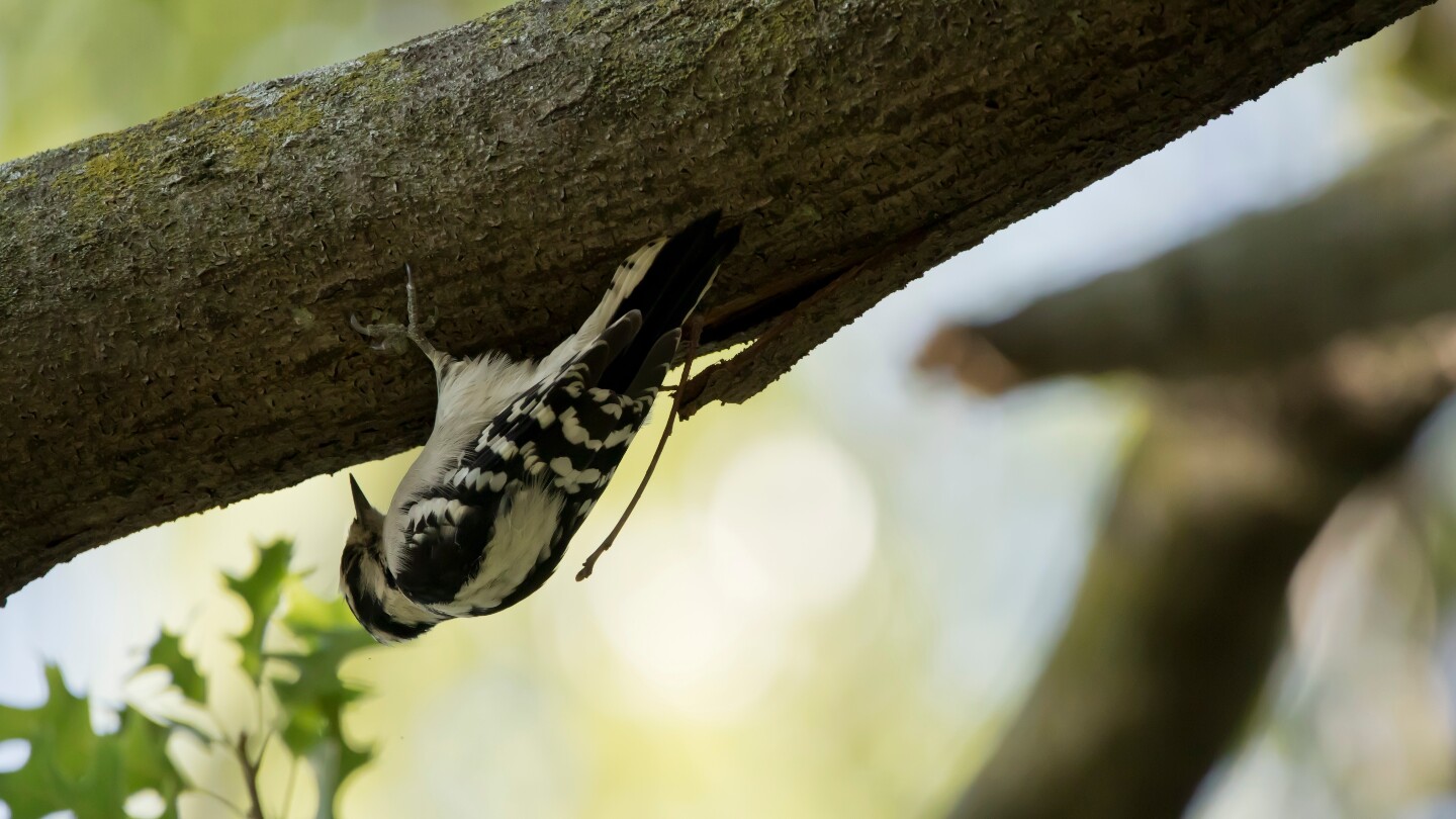 Ученые изучили механику движений дятлов на примере вида Dryobates pubescens (пушистый дятел)
