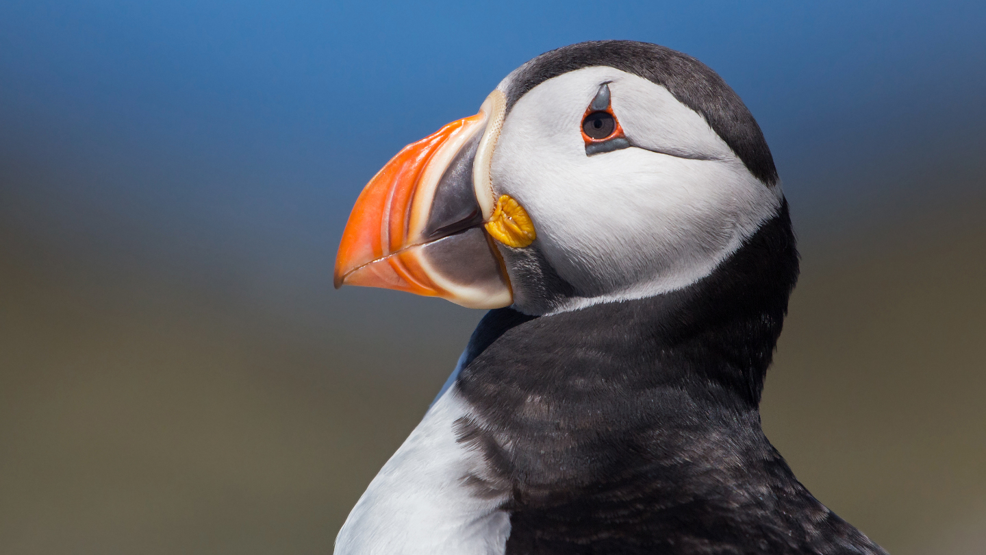 Клюв — важная деталь имиджа!