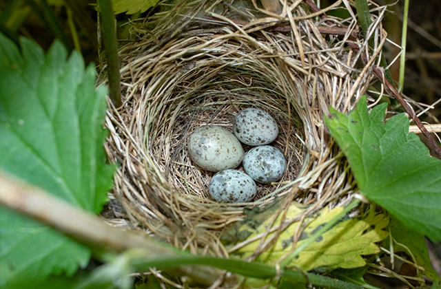 Яйцо кукушки в чужом гнезде отличается по желтоватому цвету и большему размеру