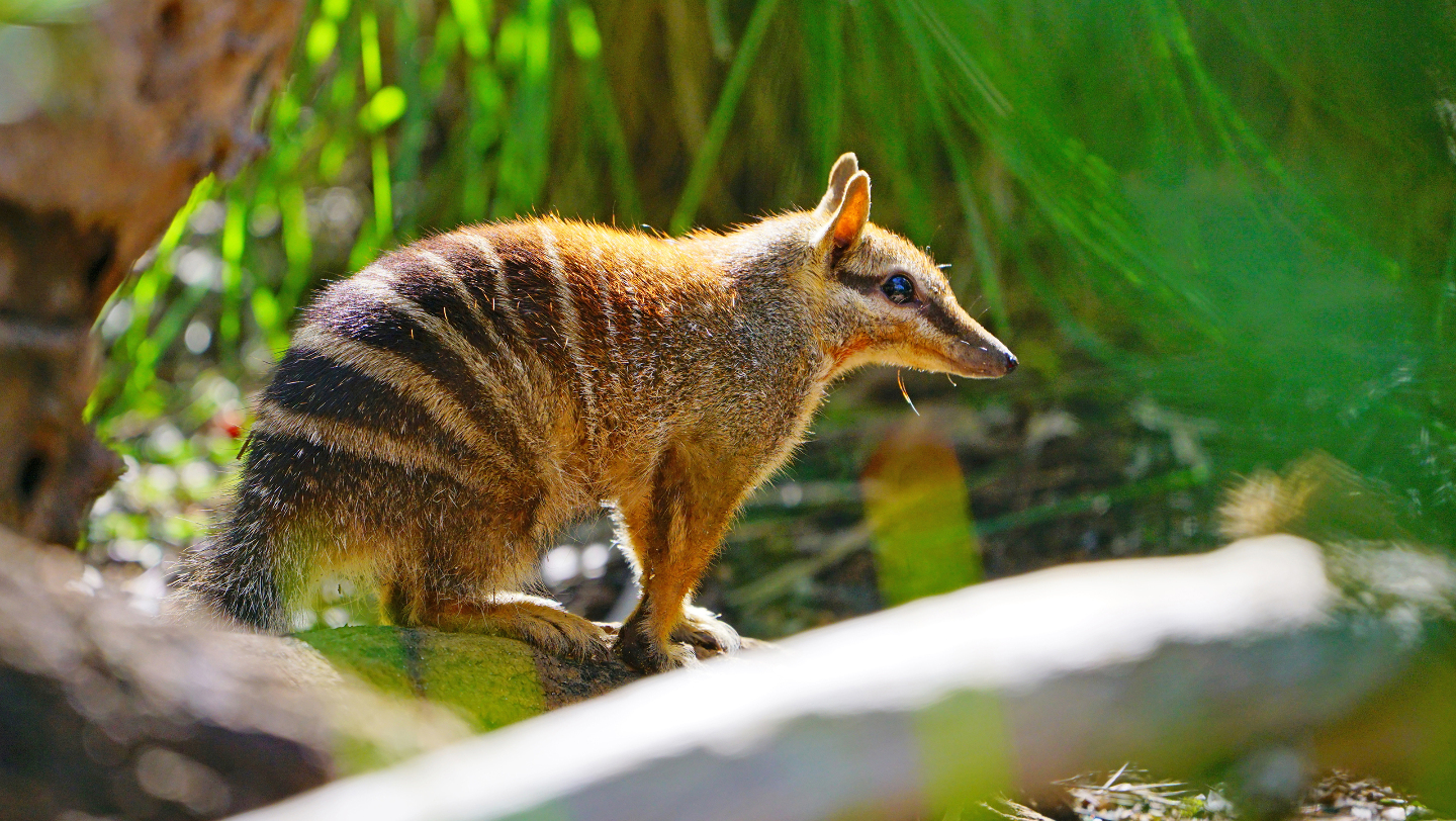 сумчатый муравьед