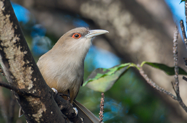 Галапагосская американская кукушка