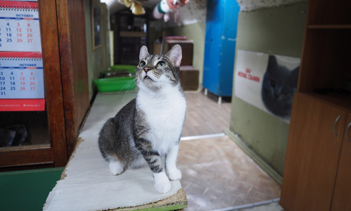 сколько сейчас котов в эрмитаже