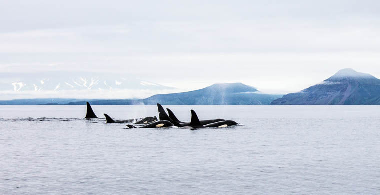 Опасные встречи: в поисках косаток
