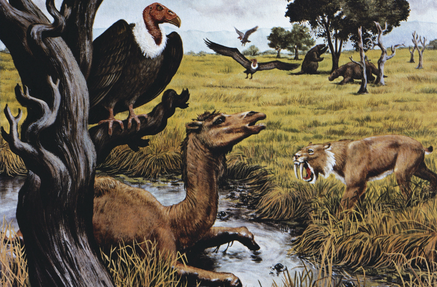 где обитал саблезубый тигр