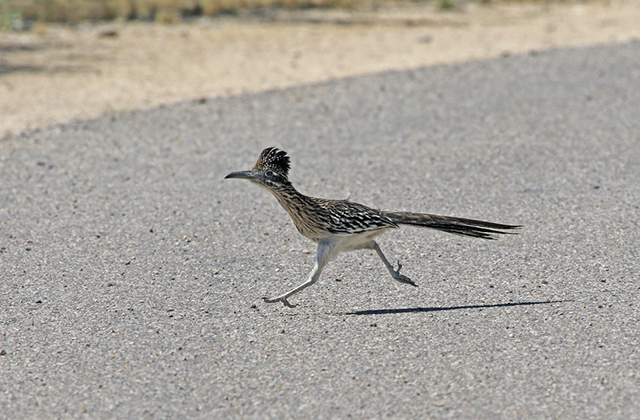 Калифорнийская бегающая кукушка