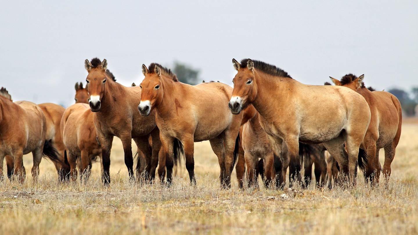 Лошадь Пржевальского