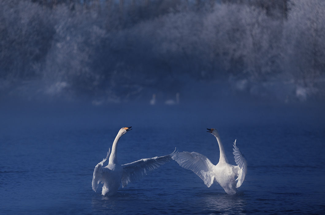 Лебеди-кликуны. Республика Алтай. © Дмитрий Купрацевич