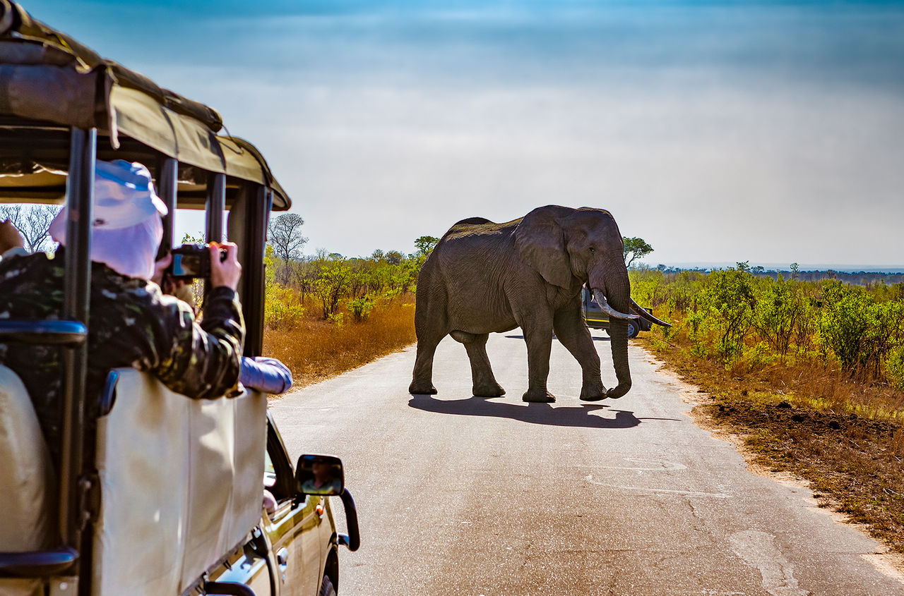 Сафари в Национальном парке Крюгера. Африканские слоны