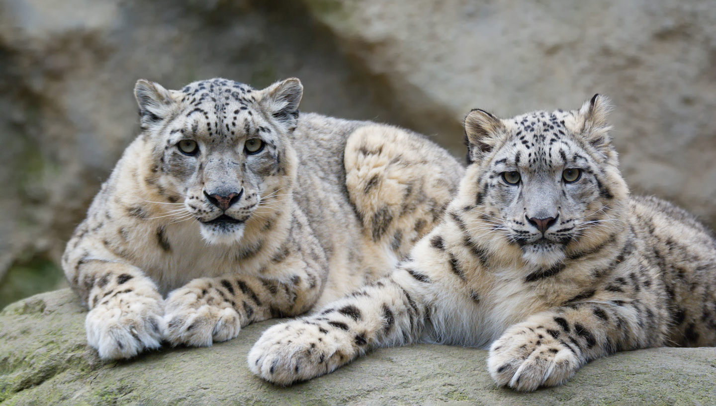 Снежный барс