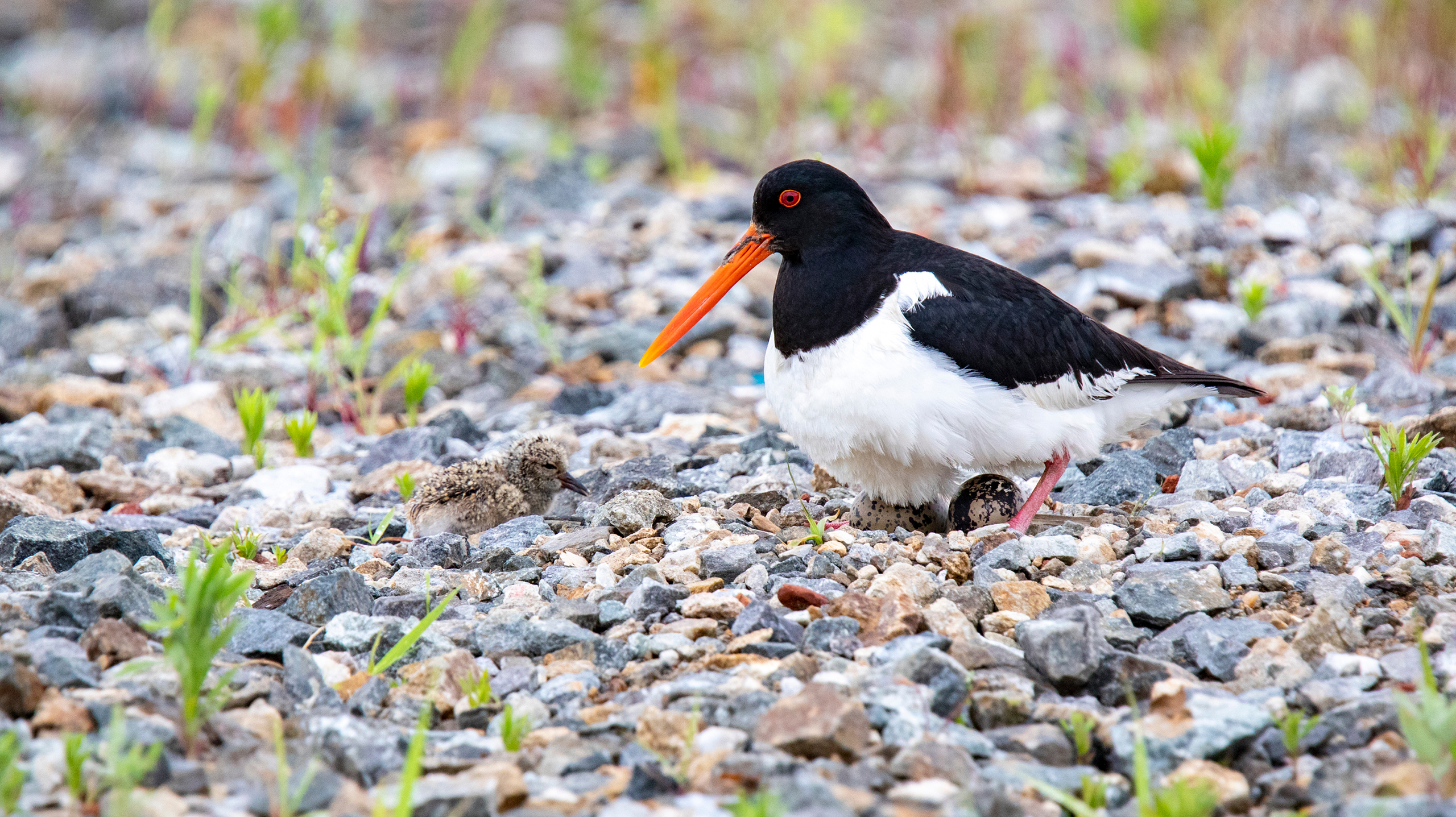 Птица, гнездо