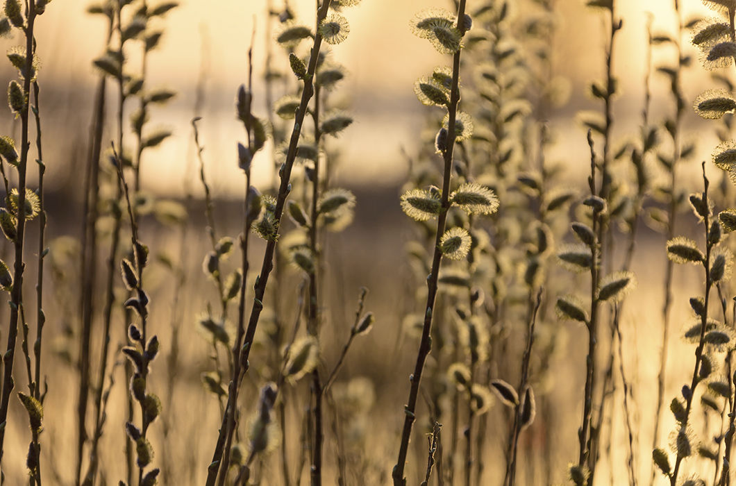 Начало дня. Плещеево озеро, Ярославская область. © Аркадий Шандаров