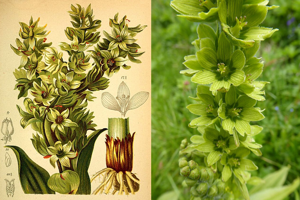 Чемерица Лобеля