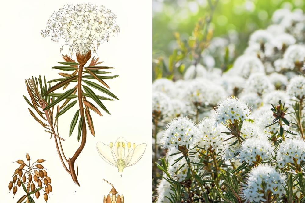 Багульник болотный