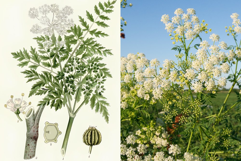 Болиголов крапчатый